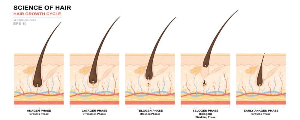 hair growth cycle chart showing the three phases of human hair growth