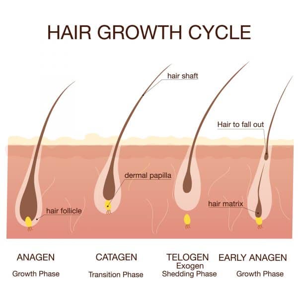 human hair growth cycle diagram