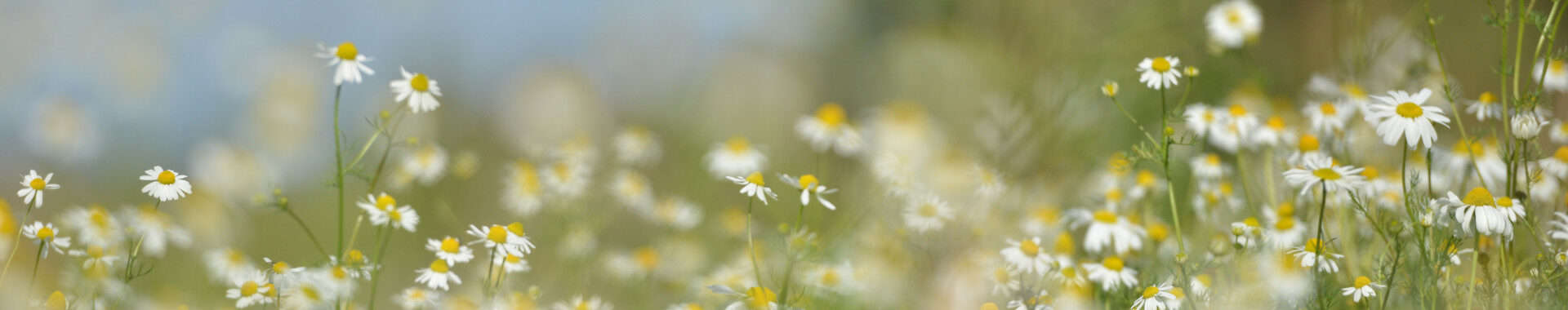 hayfever injections essex london vie aesthetics
